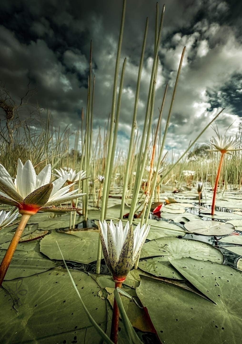 Exploring the Concept of Inner Harmony